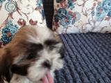 shitzu puppy for sale