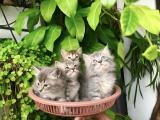 Persian cat for sale