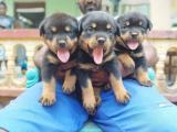 rott puppys for sale