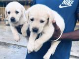 labrador puppy for sale