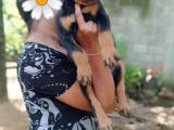 rott puppys for sale