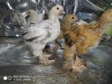 brahma for sale