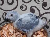 African gray for sale