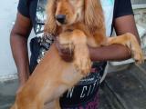 golden retriever for sale