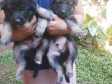 German shepherd for sale