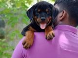 rott puppys for sale