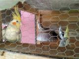 cockatiel bird for sale