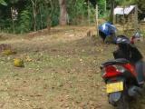 Land for sale Minuwangoda