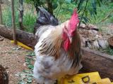 chicken for sale