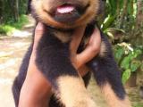 rott puppys for sale