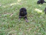 German shepherd for sale