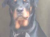 rottweiler puppy for sale