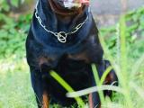 rottweiler puppy for sale