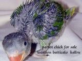 labu chickes bird for sale