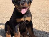 rottweiler puppy for sale