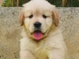 Labrador puppy for sale