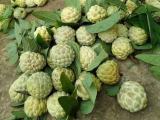 Sweet anonna squamosa  plants for sale