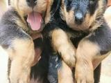 rottweiler puppy for sale