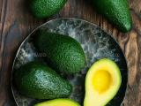 avacardo plants ( අලිගැටපේර  බද්ද පැල )  for sale