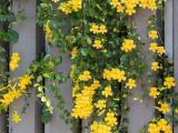 ~ Cats clow  vine plants  available ~