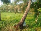 Residential land for sale