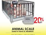 Digital Livestock Veterinary animal 500kg Platform Scale