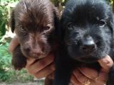Labradors for Sale !! (Black  & Brown)